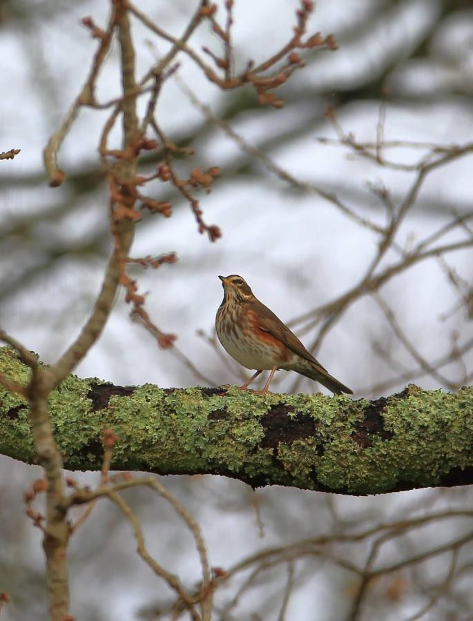 Aux Arbres Chanteurs Ploulech Esterno foto