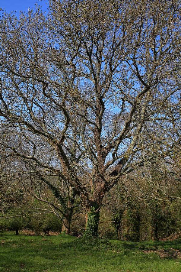 Aux Arbres Chanteurs Ploulech Esterno foto