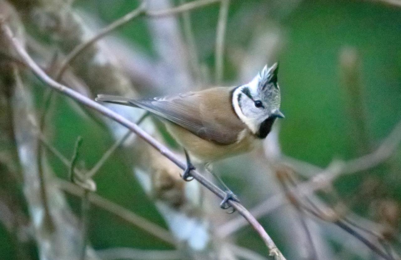 Aux Arbres Chanteurs Ploulech Esterno foto