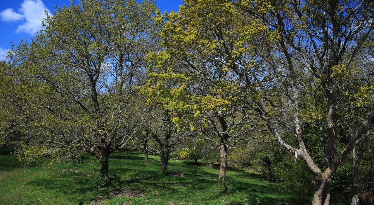 Aux Arbres Chanteurs Ploulech Esterno foto