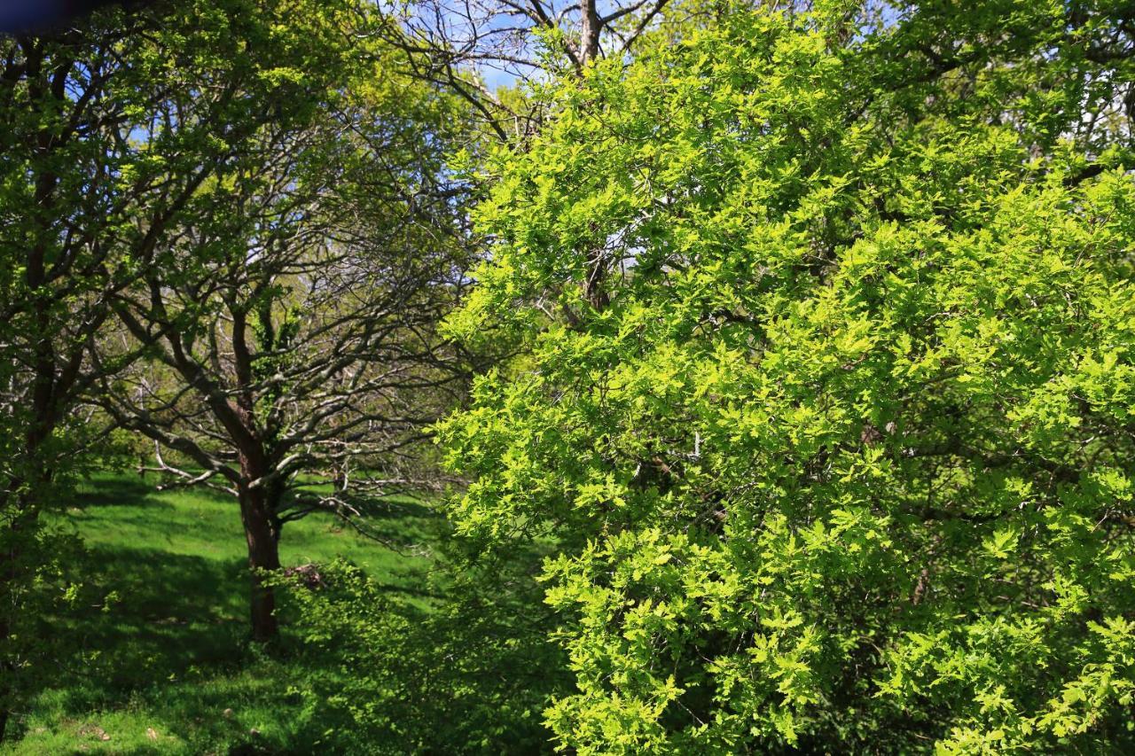 Aux Arbres Chanteurs Ploulech Esterno foto